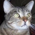 scottfatcat Profile Picture